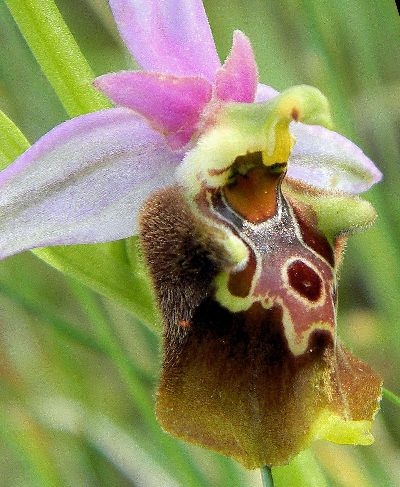 Orchidea della Puglia